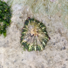 Patella vulgata Centro de Interpretación del Litoral La Maruca